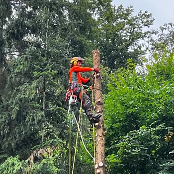 Baumkletterer am Seil sägt