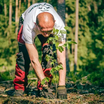 über 350.000 junge Bäume jedes Jahr